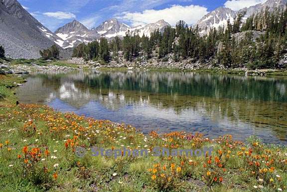 high sierra meadow 1 grqphic